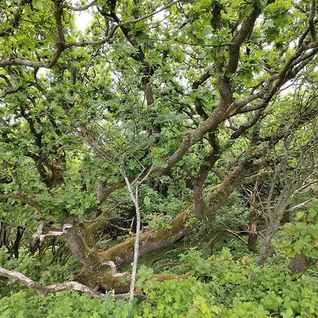 Tatil Evi 8 Person In Spottrup-by Traum *